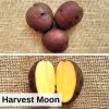Certified Specialty Seed Potatoes by Poind